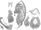Espèce Centraugaptilus horridus - Planche 2 de figures morphologiques