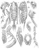 Espèce Heteroptilus acutilobus - Planche 1 de figures morphologiques