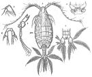 Espèce Arietellus pavoninus - Planche 4 de figures morphologiques