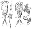 Species Nullosetigera helgae - Plate 5 of morphological figures