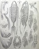 Espèce Euaugaptilus filigerus - Planche 5 de figures morphologiques