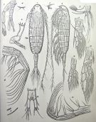 Espèce Euaugaptilus gracilis - Planche 3 de figures morphologiques