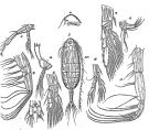 Espèce Euaugaptilus palumbii - Planche 5 de figures morphologiques