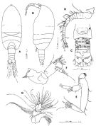 Espèce Thompsonopia muranoi - Planche 1 de figures morphologiques