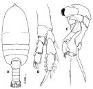 Espèce Thompsonopia muranoi - Planche 3 de figures morphologiques