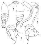 Espèce Paramisophria platysoma - Planche 4 de figures morphologiques