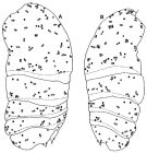 Espèce Paramisophria platysoma - Planche 6 de figures morphologiques