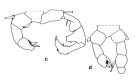 Espèce Acartia (Acartiura) clausi - Planche 6 de figures morphologiques