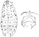 Espèce Paramisophria platysoma - Planche 7 de figures morphologiques