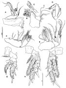 Species Pseudocyclops ornaticauda - Plate 2 of morphological figures