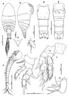 Species Pseudocyclops ensiger - Plate 1 of morphological figures