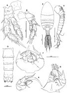 Species Pseudocyclops ensiger - Plate 3 of morphological figures