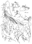 Espèce Placocalanus longicauda - Planche 2 de figures morphologiques