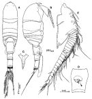 Species Placocalanus inermis - Plate 1 of morphological figures