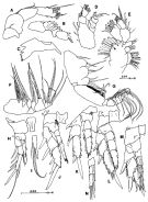 Species Placocalanus inermis - Plate 2 of morphological figures