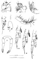 Espèce Stephos pacificus - Planche 2 de figures morphologiques