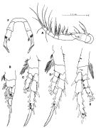Species Stephos robustus - Plate 3 of morphological figures
