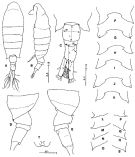 Espèce Tortanus (Eutortanus) derjugini - Planche 4 de figures morphologiques