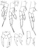 Espèce Tortanus (Eutortanus) derjugini - Planche 7 de figures morphologiques