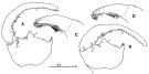 Espèce Tortanus (Eutortanus) derjugini - Planche 9 de figures morphologiques