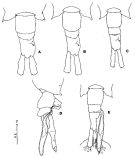 Espèce Tortanus (Eutortanus) derjugini - Planche 10 de figures morphologiques