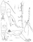 Espèce Tortanus (Atortus) erabuensis - Planche 1 de figures morphologiques