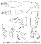 Espce Labidocera dakini - Planche 1 de figures morphologiques