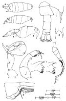 Espce Labidocera dakini - Planche 2 de figures morphologiques