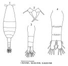 Espèce Acartia (Acartiura) margalefi - Planche 1 de figures morphologiques