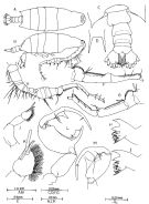 Species Labidocera farrani - Plate 3 of morphological figures