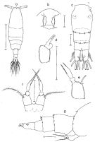Species Acartia (Acanthacartia) sinjiensis - Plate 1 of morphological figures