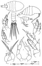 Species Metacalanus aurivilli - Plate 2 of morphological figures