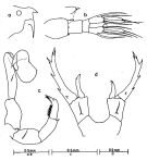 Espèce Labidocera acuta - Planche 2 de figures morphologiques