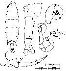 Espèce Labidocera bengalensis - Planche 8 de figures morphologiques