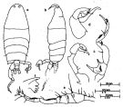 Species Pontella hanloni - Plate 1 of morphological figures