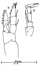 Espèce Canthocalanus pauper - Planche 3 de figures morphologiques