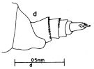 Espèce Cosmocalanus darwini - Planche 4 de figures morphologiques