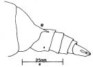 Espèce Undinula vulgaris - Planche 6 de figures morphologiques