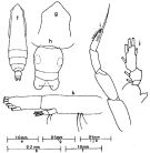 Espèce Subeucalanus pileatus - Planche 6 de figures morphologiques