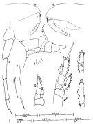 Espèce Bestiolina similis - Planche 1 de figures morphologiques