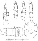 Espèce Parvocalanus crassirostris - Planche 3 de figures morphologiques