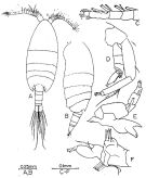 Species Paramisophria fosshageni - Plate 1 of morphological figures