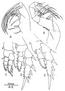 Species Paramisophria fosshageni - Plate 3 of morphological figures