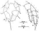 Espèce Paramisophria fosshageni - Planche 4 de figures morphologiques