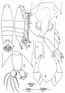 Species Labidocera jaafari - Plate 1 of morphological figures