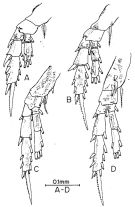 Espèce Anawekia robusta - Planche 2 de figures morphologiques