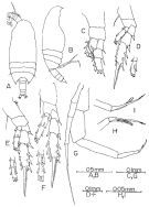 Species Bradyidius styliformis - Plate 3 of morphological figures