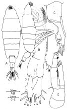Espèce Tortanus (Atortus) bonjol - Planche 1 de figures morphologiques