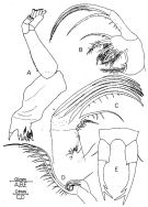 Espèce Tortanus (Atortus) bonjol - Planche 2 de figures morphologiques