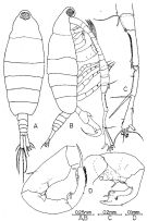 Espèce Tortanus (Atortus) bonjol - Planche 3 de figures morphologiques